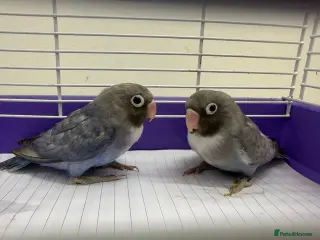 Lovebirds birds Rarecolour lovebird pair with cage - Advert 1