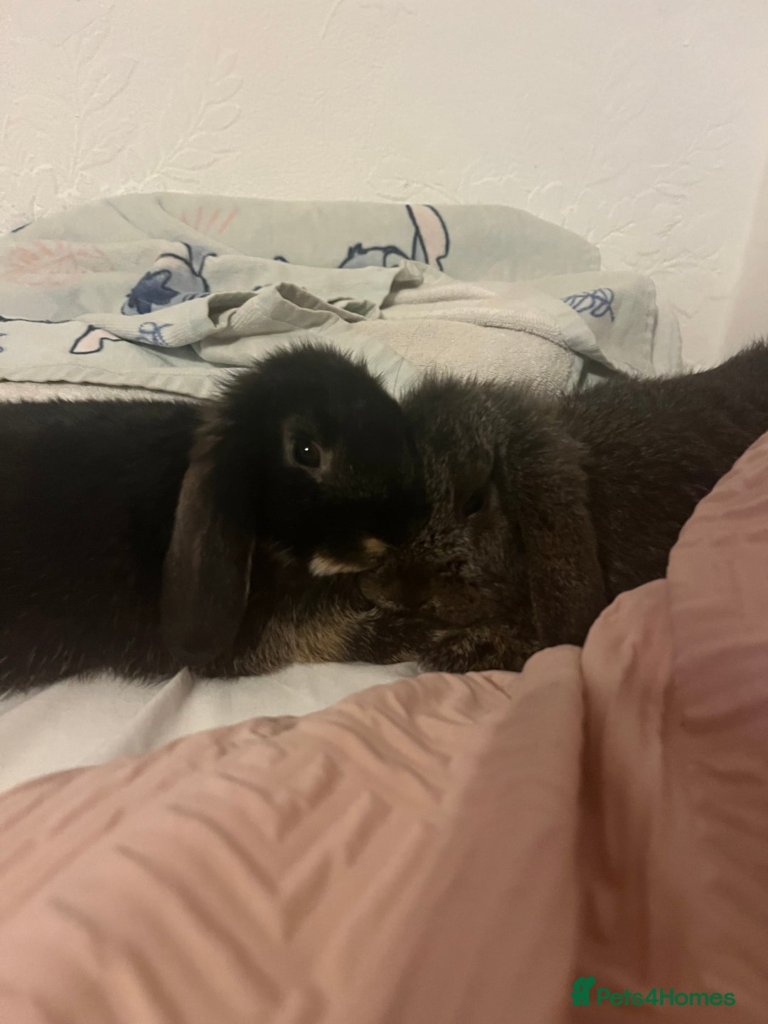 Mini Lop rabbits for sale: Mj and flop 💙 - Image 9