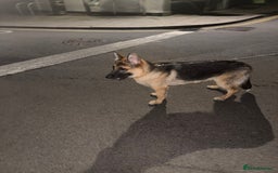 German Shepherd dogs for sale: Female German shepherd  - Image 1
