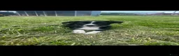 Border Collie dogs for sale: Gorgeous litter of border collie puppies - Advert 7