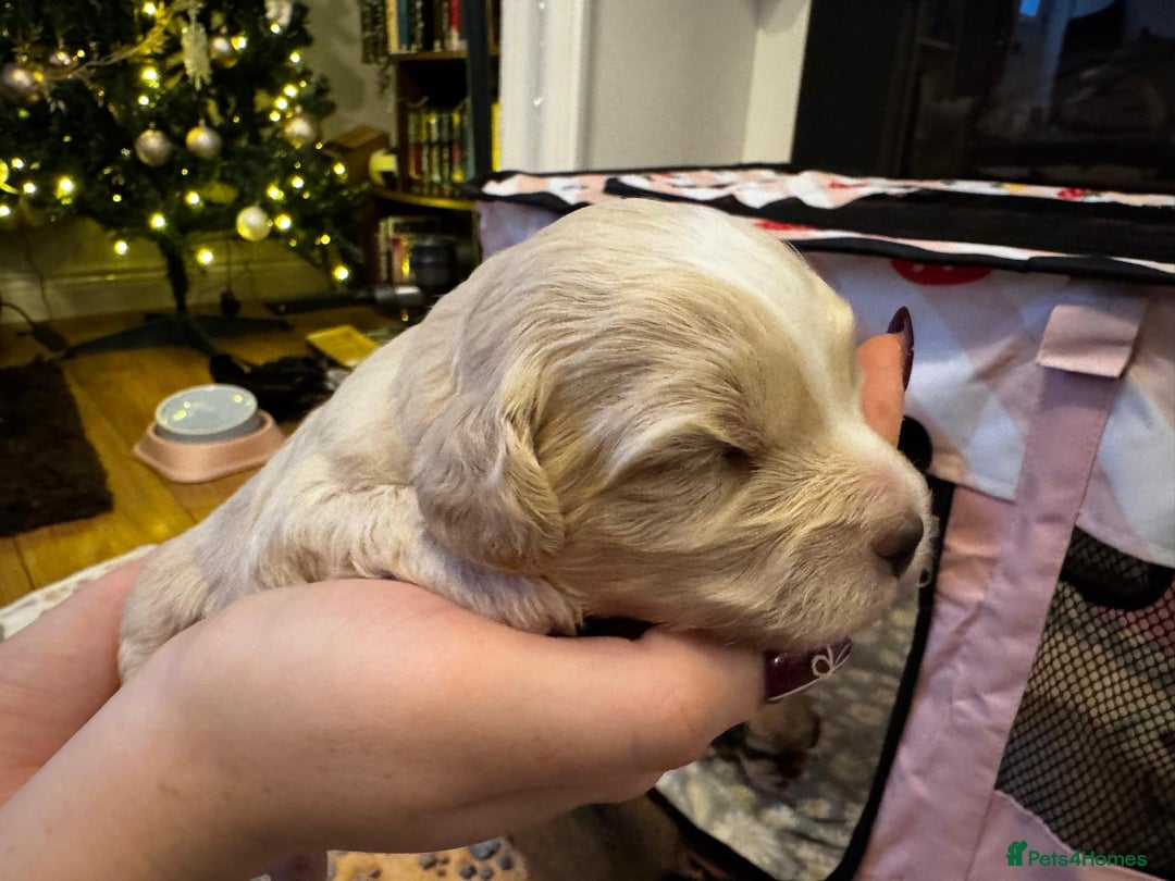 Mixed Breed dogs for sale: ✨Adorable Cockapompoo Puppies✨ - Advert 3