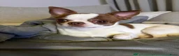 Chihuahua dogs for stud: Purebred Chihuahua Male for Stud  - Advert 1