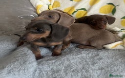 Dachshund dogs for sale: Outstanding dachshund puppies - Image 20