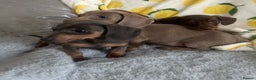Dachshund dogs for sale: Gorgeous Isabella+tan little boy - Advert 20