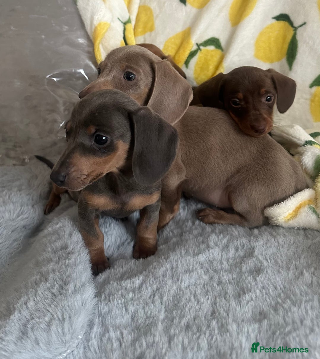 Dachshund dogs for sale: Outstanding dachshund puppies - Image 20