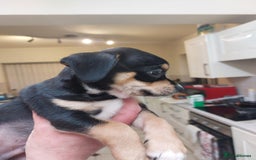 Mixed Breed dogs for sale: Ready to collect  - Advert 15