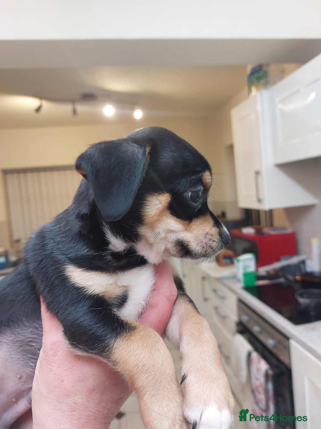 Mixed Breed dogs for sale: Ready to collect  - Advert 15