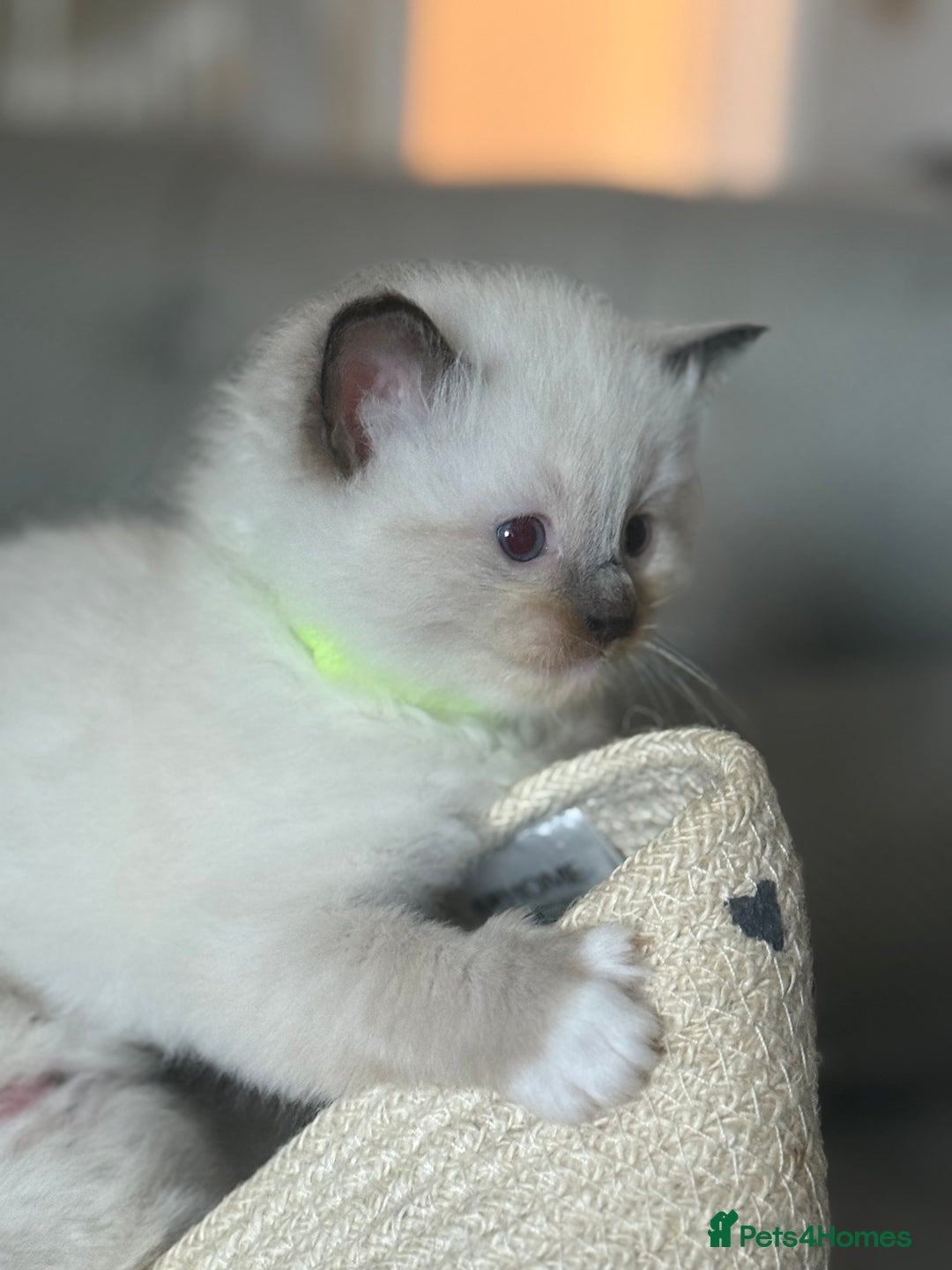 Ragdoll cats for sale: Ragdolls kittens 2 girls & 3 boys  - Image 27