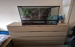 Gecko reptiles for sale: Crested Gecko + Tank - Image 5