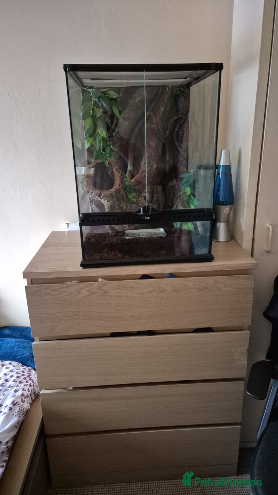 Gecko reptiles for sale: Crested Gecko + Tank - Image 5