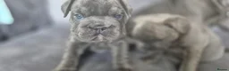 French Bulldog dogs for sale: 1 Stunning boy left full kc registered - Advert 6