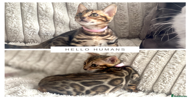 Bengal cats - Advert 16