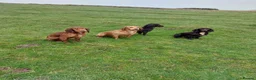 Cocker Spaniel dogs for sale: Health tested working cocker spaniels  - Advert 19