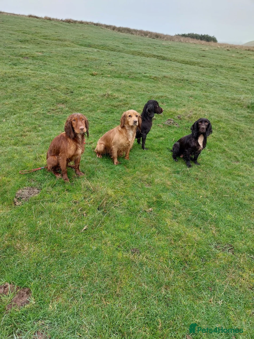 Cocker Spaniel dogs for sale: Health tested working cocker spaniels  - Advert 19
