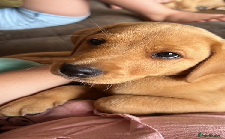 Labrador Retriever dogs - Advert 2