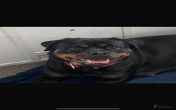 Rottweiler dogs for sale: KC Quality Rottweiler puppies  - Image 24