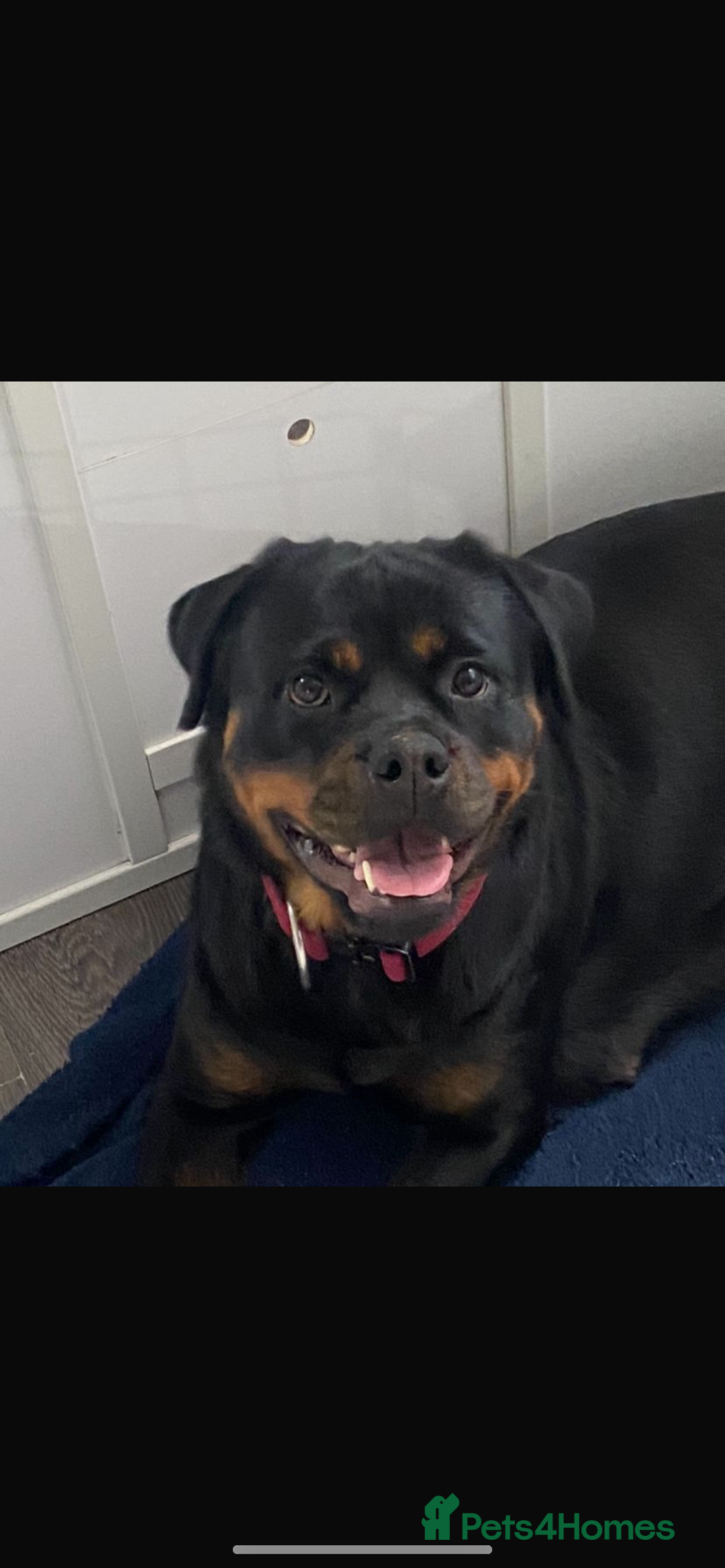 Rottweiler dogs for sale: KC Quality Rottweiler puppies  - Image 24