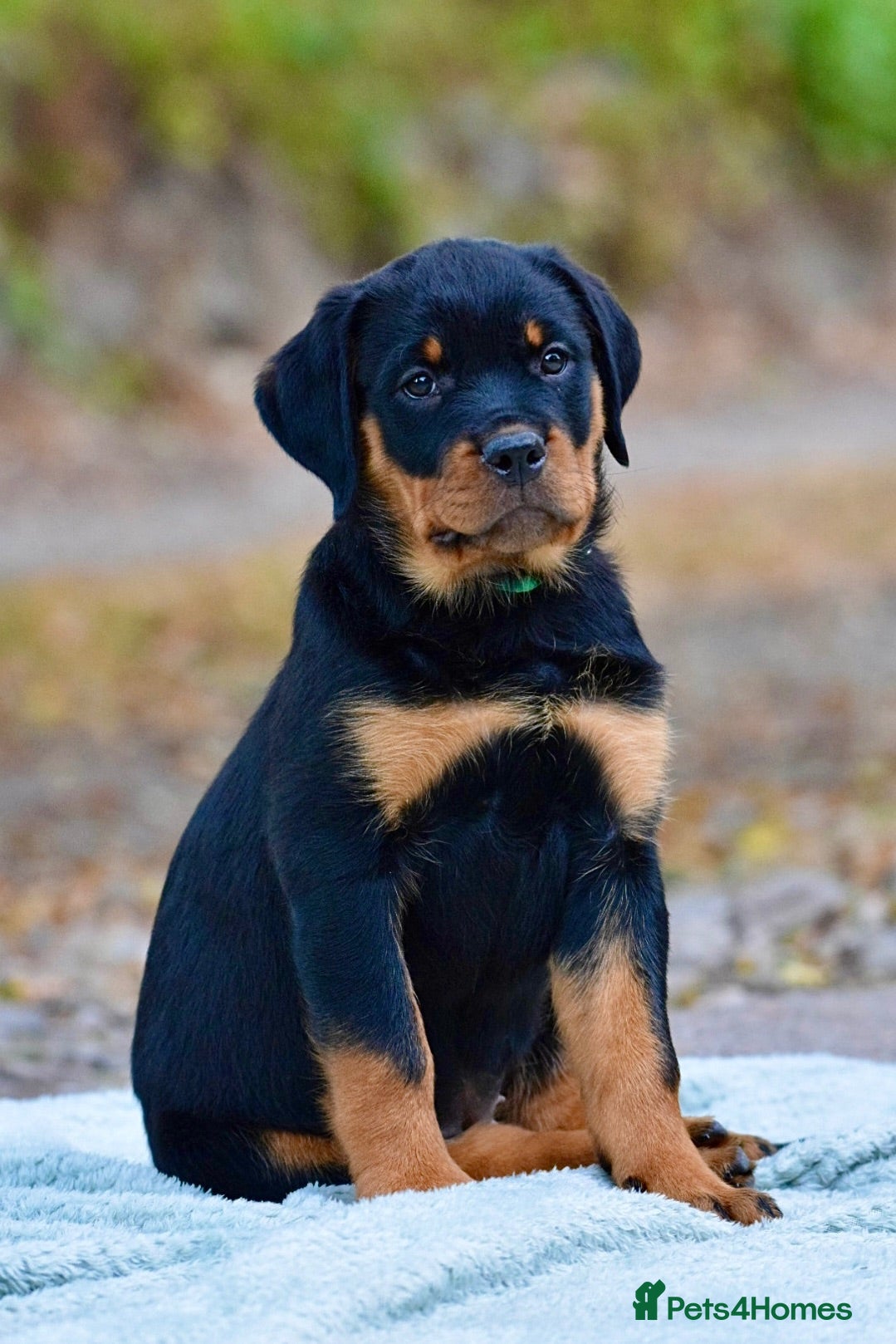 Rottweiler dogs Outstanding Female Available, Old School Type - Advert 2