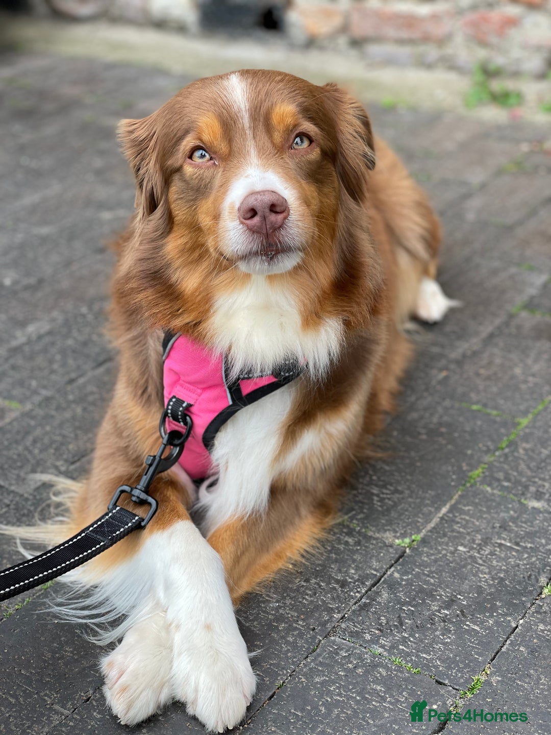 Australian Shepherd dogs for sale: Miley  - Advert 6