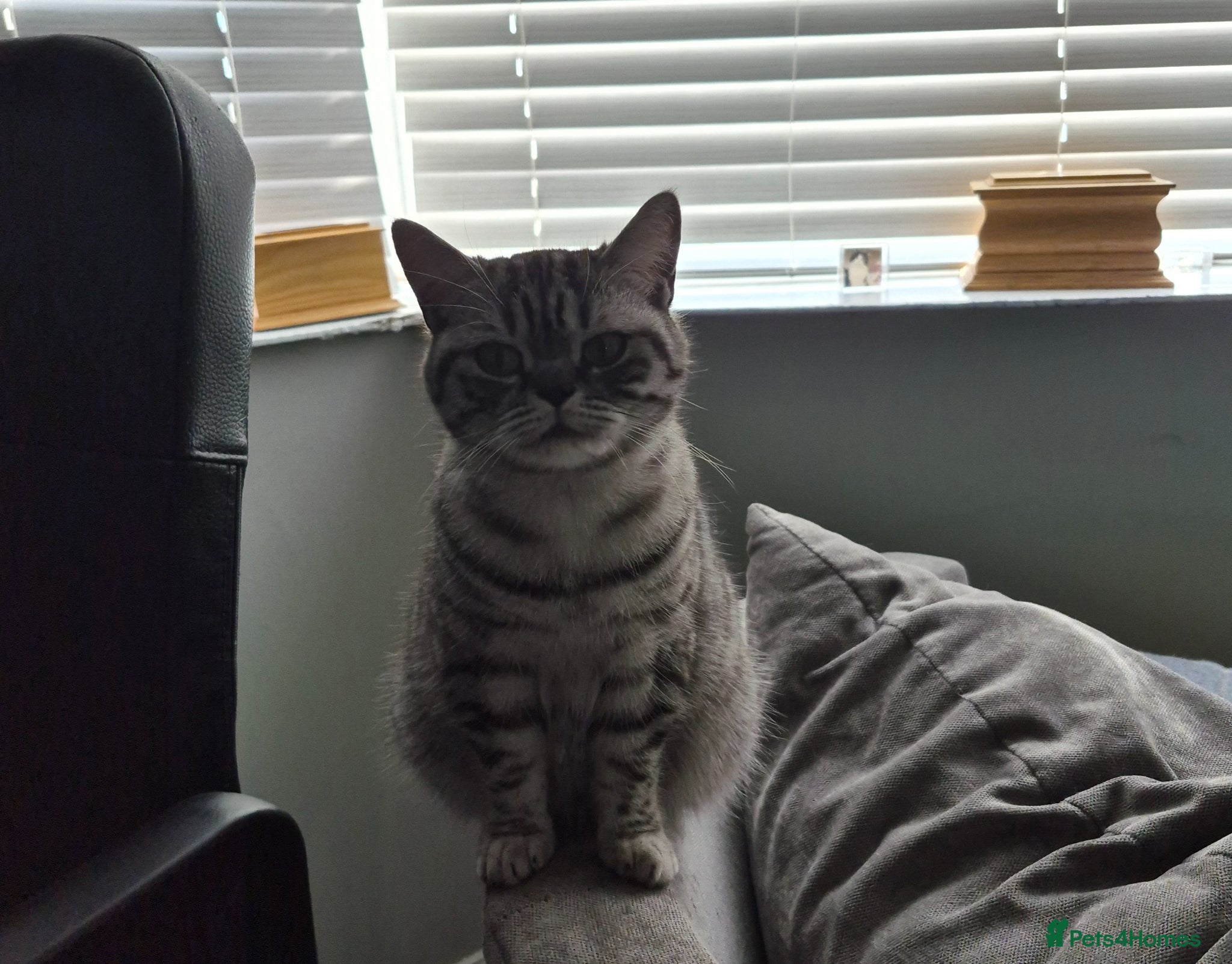 British Shorthair cats Silver tabby british short hair kittens - Advert 1