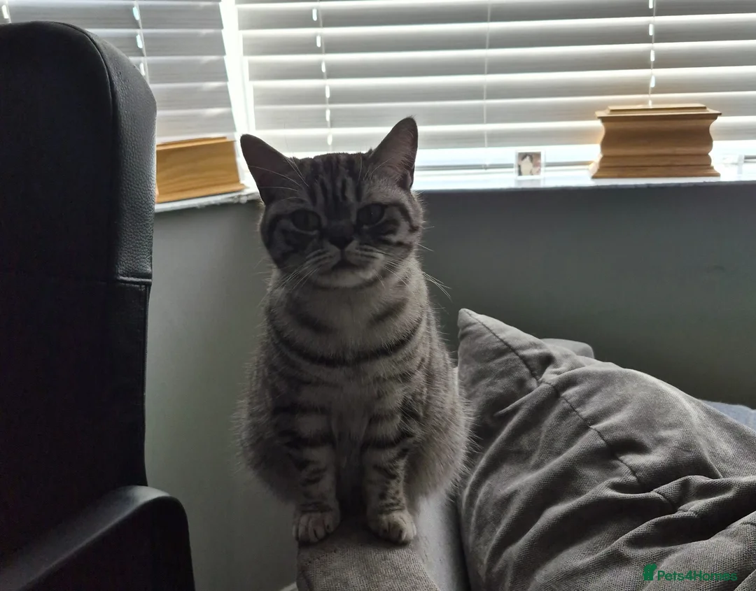 British Shorthair cats for sale: Silver tabby british short hair kittens in Mansfield - Advert 1