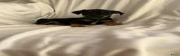 Jack Russell dogs for sale:  Jack Russell puppies for sale  - Advert 9