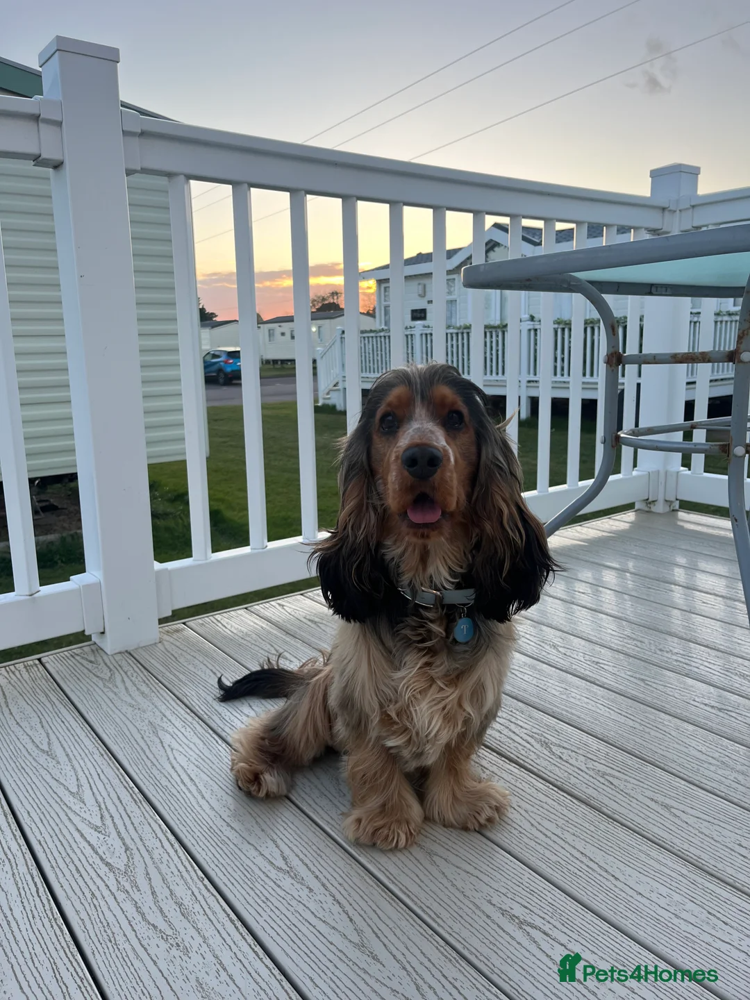 Cocker Spaniel dogs for stud: MALE COCKER SPANIEL STUD in Southend-on-Sea - Advert 5