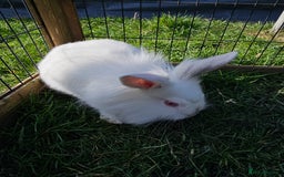 Mixed Breed rabbits for sale: Stunning little boy - Image 4