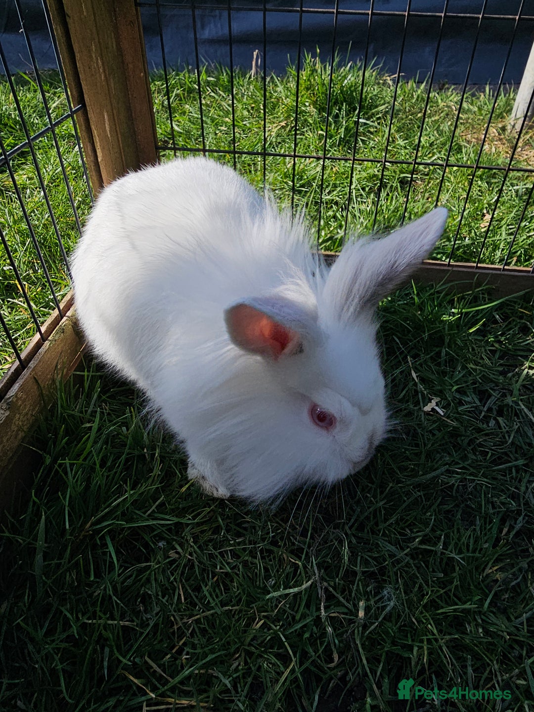 Mixed Breed rabbits for sale: Stunning little boy - Image 4