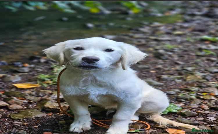Golden Retriever dogs - Advert 1