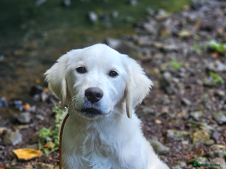 Golden Retriever dogs - Advert 3