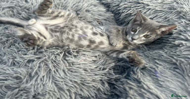 Bengal cats - Advert 3