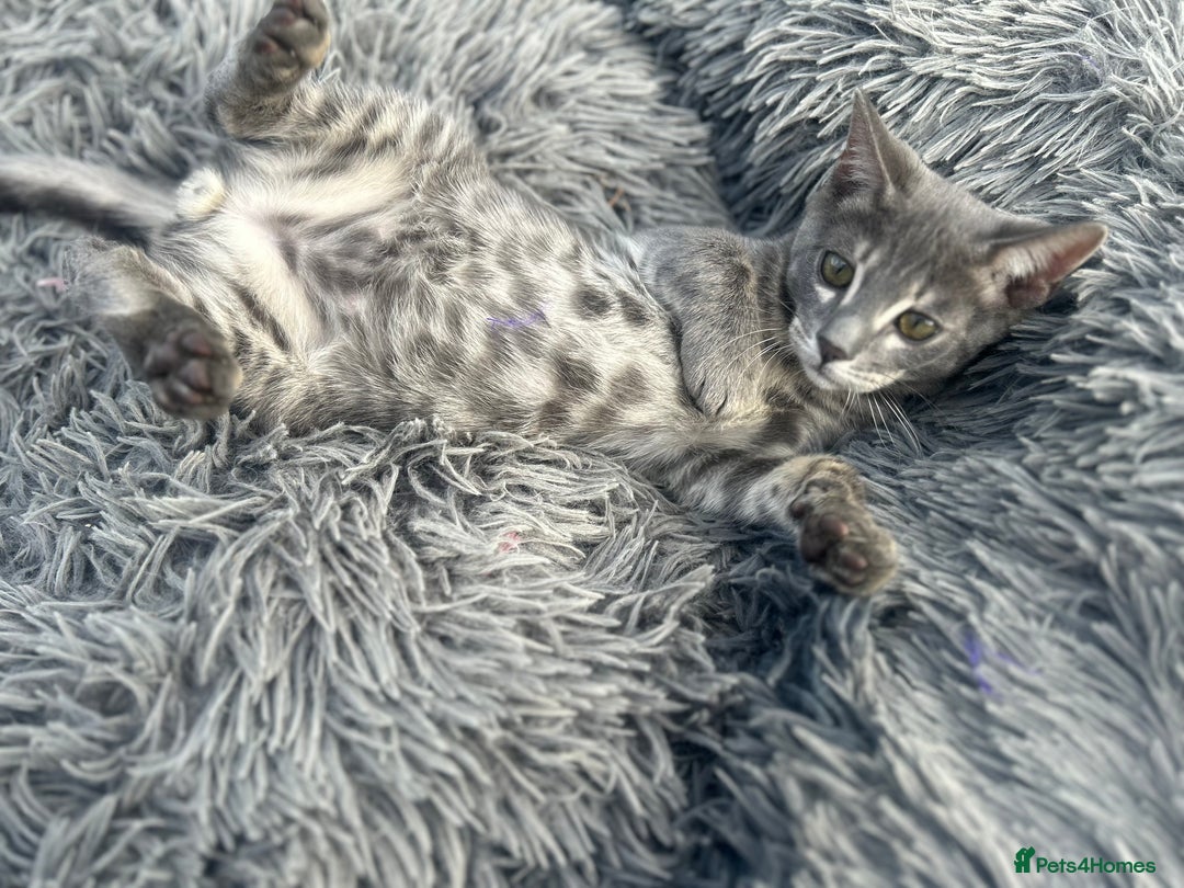 Bengal cats for sale: Striking Blue TICA Male Bengal Kittens 💙  - Image 29