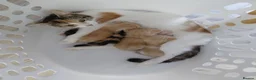 Mixed Breed cats for sale: 3 male and 2 female kittens - Advert 1