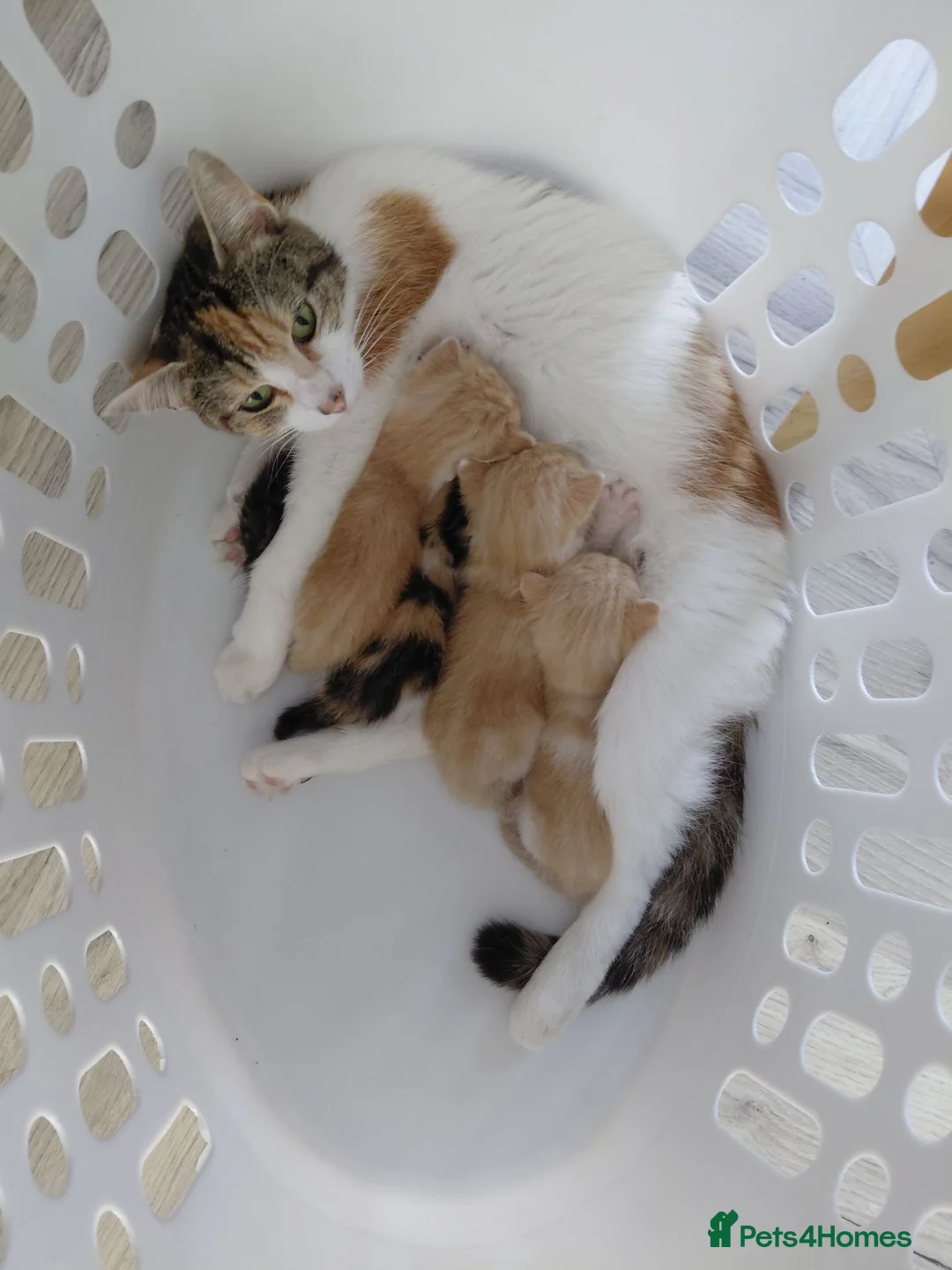 Mixed Breed cats for sale: 3 male and 2 female kittens - Advert 1