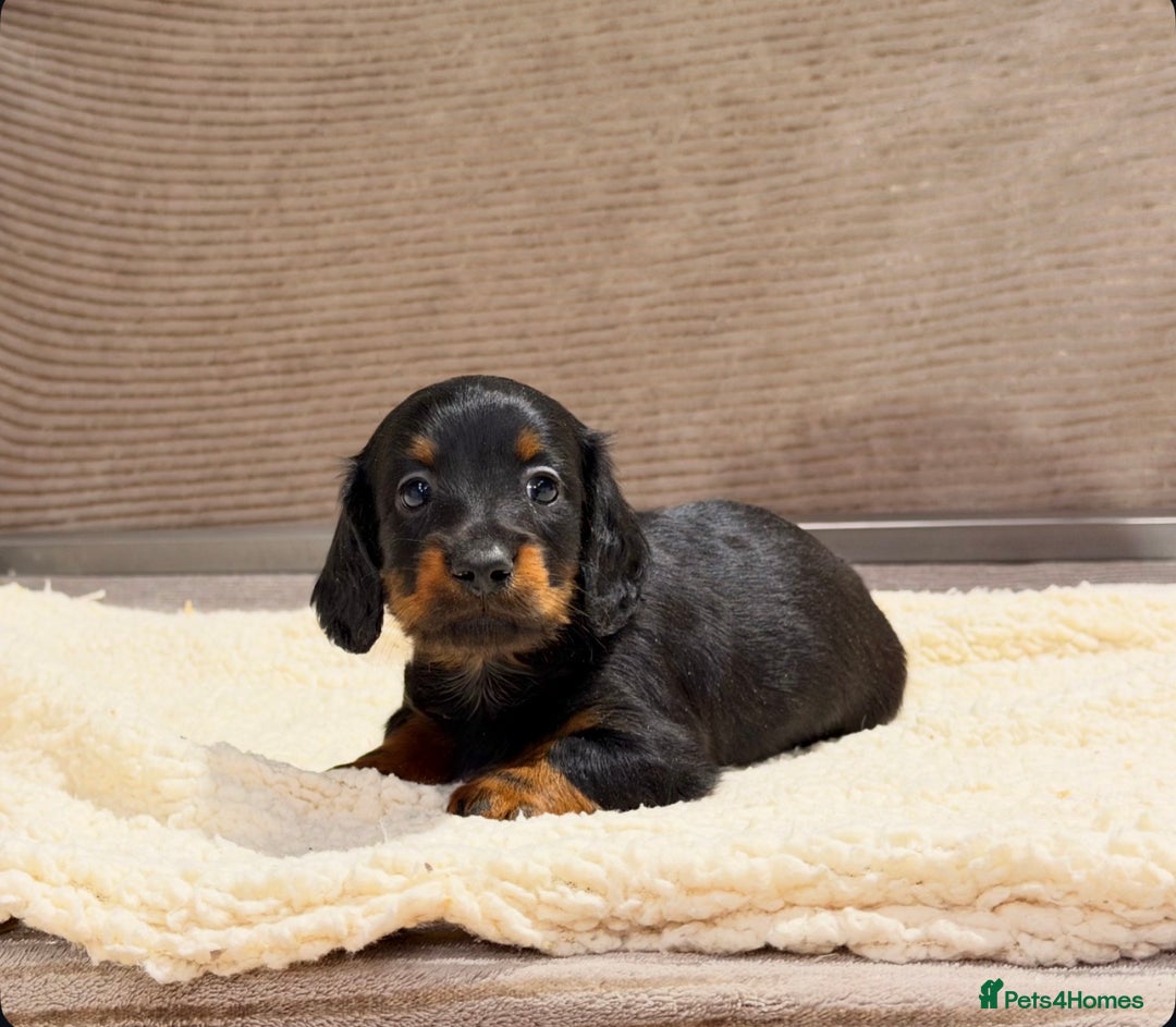 Miniature Dachshund dogs for sale: STUNNING LONG HAIRED KC MINI DACHSHUND PUPPIES - Advert 12
