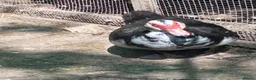 Ducks poultry for sale: Trio of Muscovy Ducks in Letchworth Garden City - Advert 3