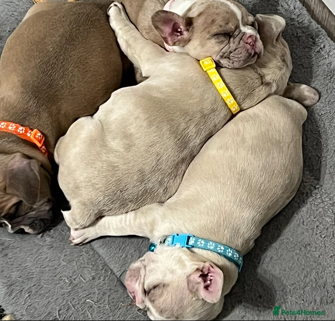 French Bulldog dogs for sale: 1 male French Bulldog Pup left  - Advert 5