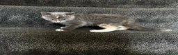 Mixed Breed cats for sale: Grey girl ready now  - Advert 5