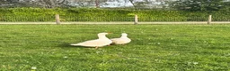 Geese poultry for sale: Breeding pair ebdon geese in Bury Saint Edmunds - Advert 2