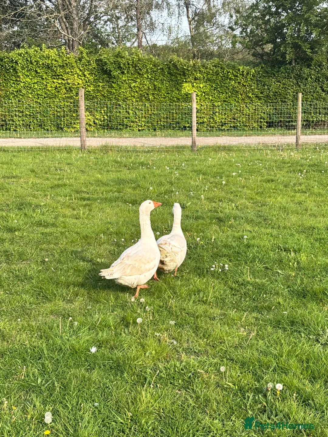 Geese poultry for sale: Breeding pair ebdon geese in Bury Saint Edmunds - Advert 2