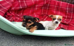 Jack Russell dogs for sale: Jack Russell puppys - Image 2