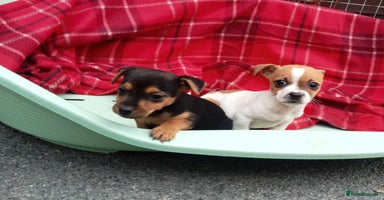 Jack Russell dogs - Advert 5