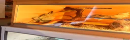Corn Snake reptiles for sale: Female corn snake  in Warrington - Advert 3