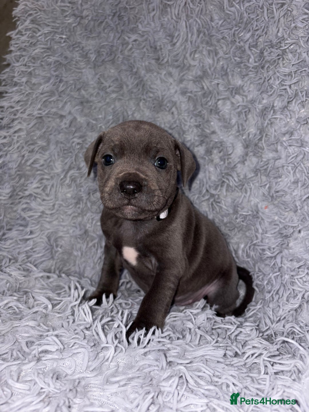 Staffordshire Bull Terrier dogs for sale: 6 Stunning Blue Staffordshire Bull Terrier pups 💙 - Advert 17