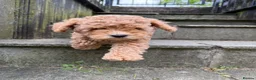 Cavapoo dogs for sale: One left - Gorgeous Cavapoo Puppies  - Advert 5