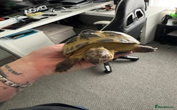 Tortoise reptiles for sale: Horsefield Tortoise - Image 3