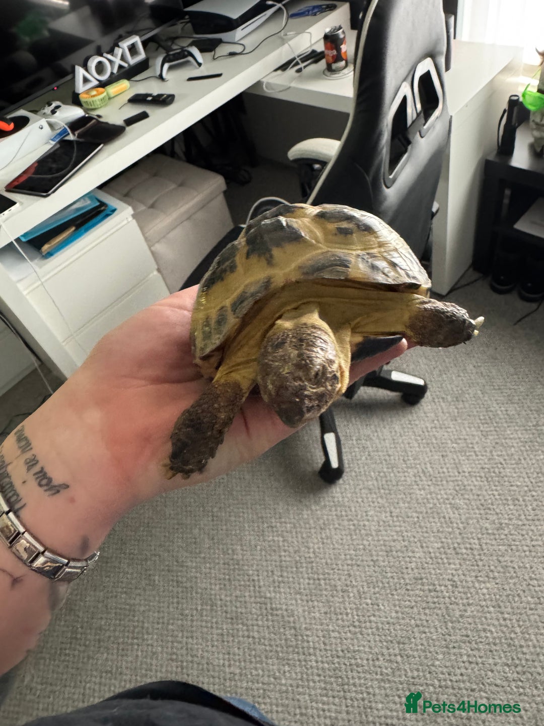 Tortoise reptiles for sale: Horsefield Tortoise - Image 3