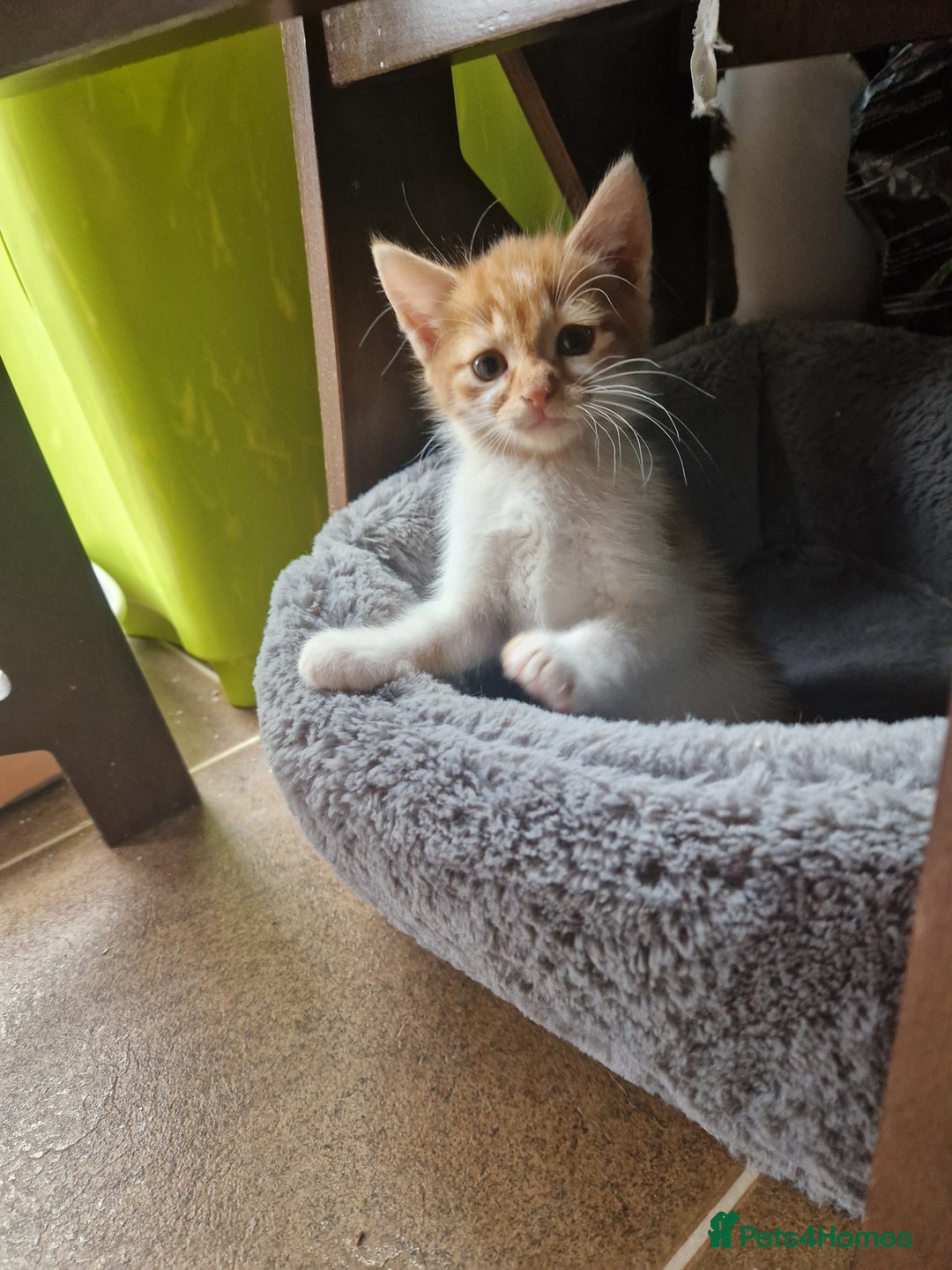 Mixed Breed cats for sale: Siberian cross ready to go!!! - Image 25