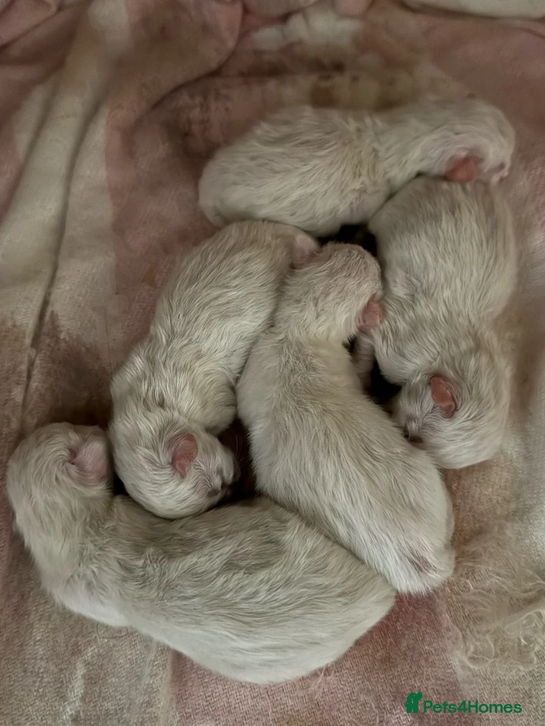 Ragdoll cats for sale: Ragdoll Kittens Looking for Their Forever Homes in Maidenhead - Advert 11
